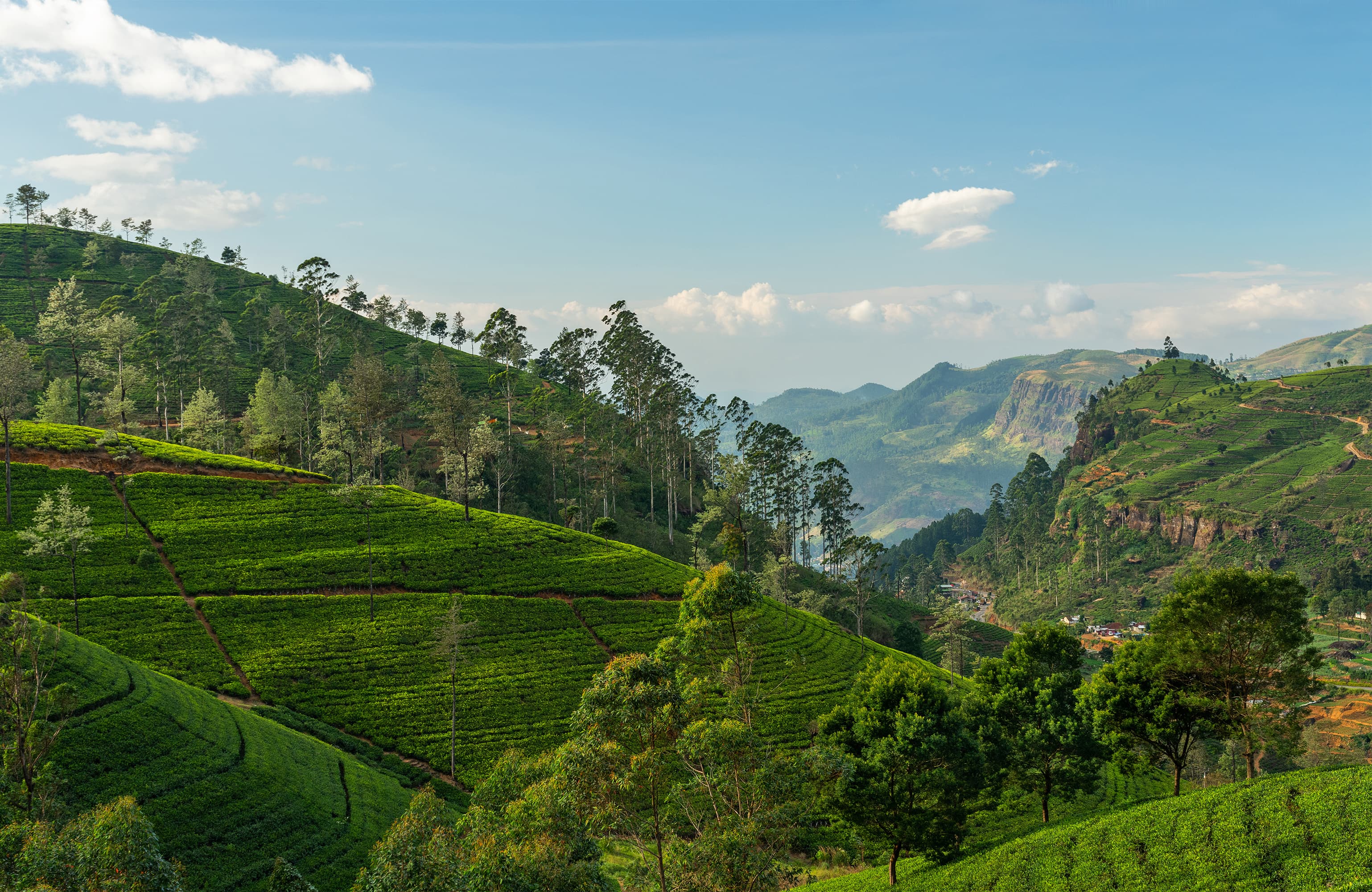 Sri Lankan tea plantations in the highlands